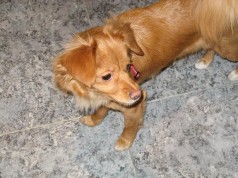 Fotos de perros